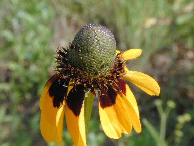 Dracopis amplexicaulis (Clasping coneflower) #13762