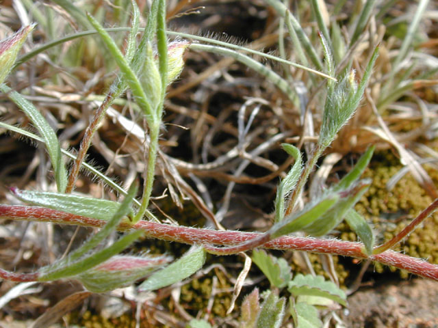 Krameria lanceolata (Trailing krameria) #13778