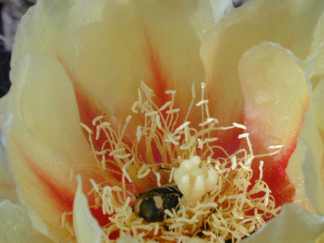 Opuntia macrorhiza (Bigroot prickly pear) #13788