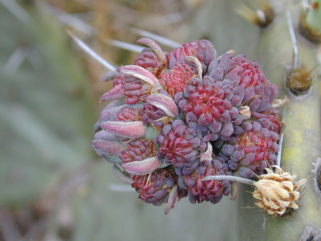 Opuntia macrorhiza (Bigroot prickly pear) #13799