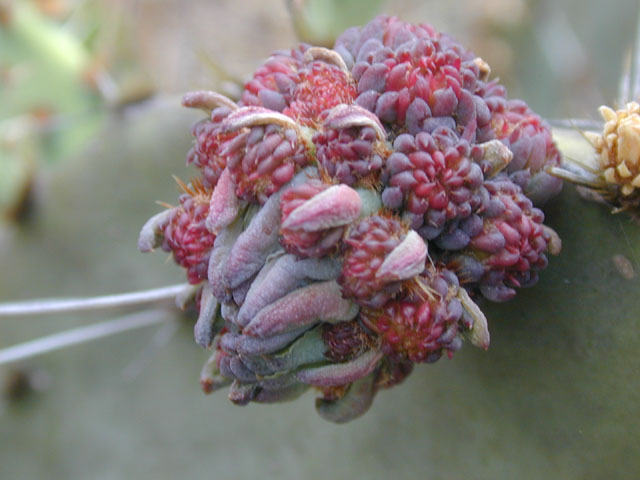 Opuntia macrorhiza (Bigroot prickly pear) #13800