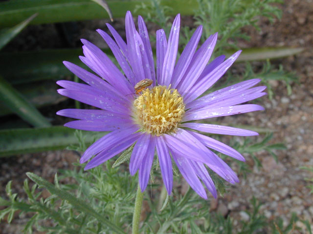 Machaeranthera tanacetifolia (Tahoka daisy) #13817