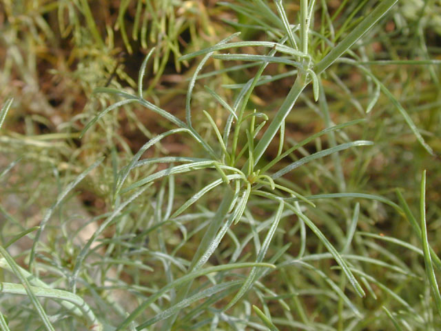Thelesperma filifolium var. filifolium (Stiff greenthread) #13825