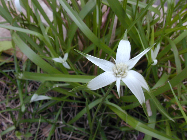 Rhynchospora colorata (Whitetop sedge) #13843