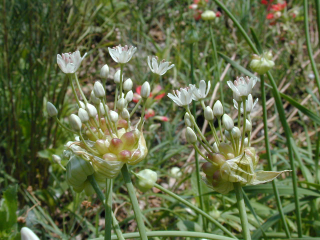 Allium canadense var. canadense (Meadow garlic) #13846