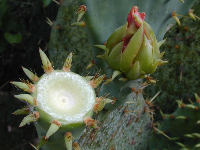 Opuntia engelmannii var. lindheimeri (Texas prickly pear) #13857
