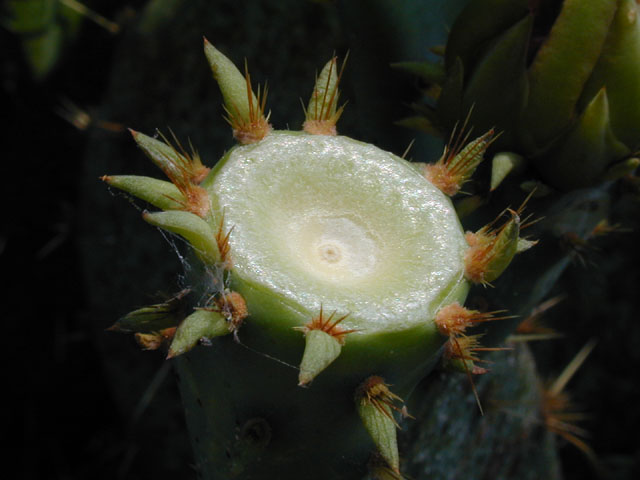 Opuntia engelmannii var. lindheimeri (Texas prickly pear) #13858