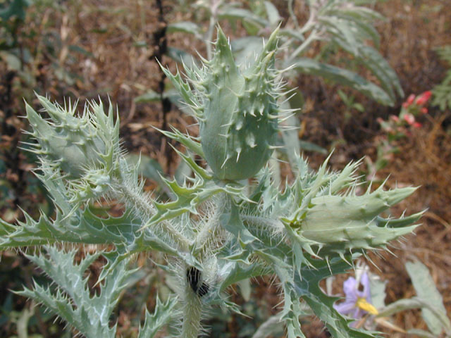 Argemone albiflora ssp. texana (Texas bluestem pricklypoppy) #13867