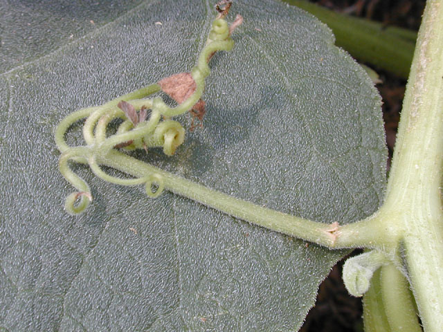Cucurbita foetidissima (Stinking gourd) #13868