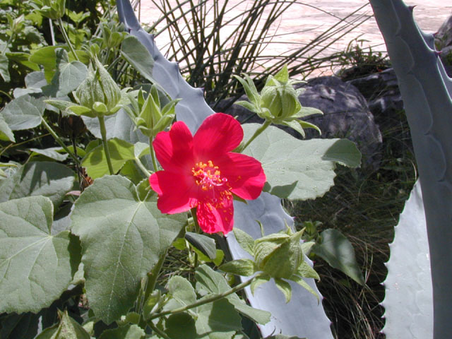Hibiscus martianus (Heartleaf rosemallow) #13904