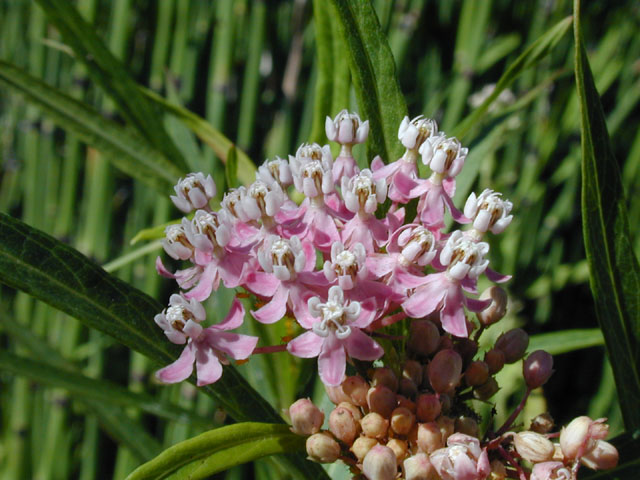 Asclepias incarnata (Swamp milkweed) #13913