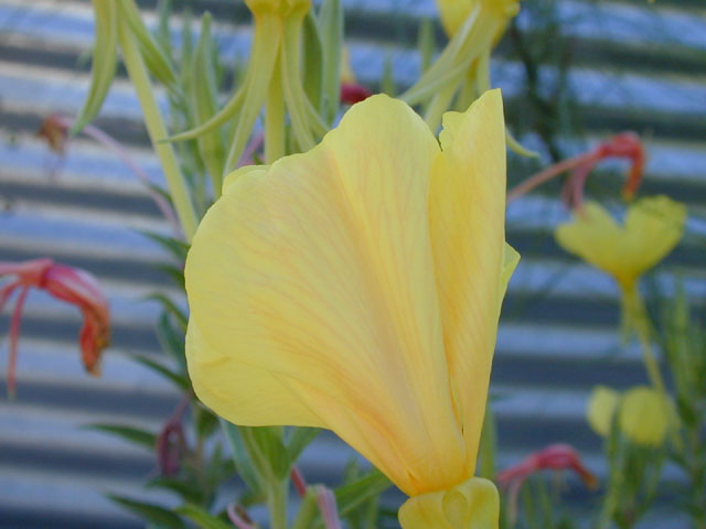 Oenothera jamesii (Trumpet evening-primrose) #13919