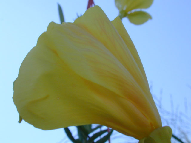 Oenothera jamesii (Trumpet evening-primrose) #13925