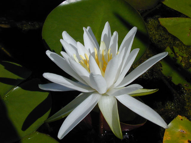Nymphaea odorata (American white water-lily) #13935