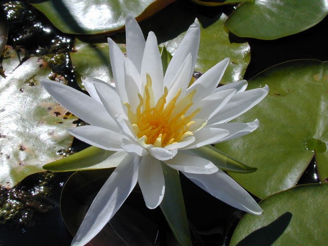 Nymphaea odorata (American white water-lily) #13936