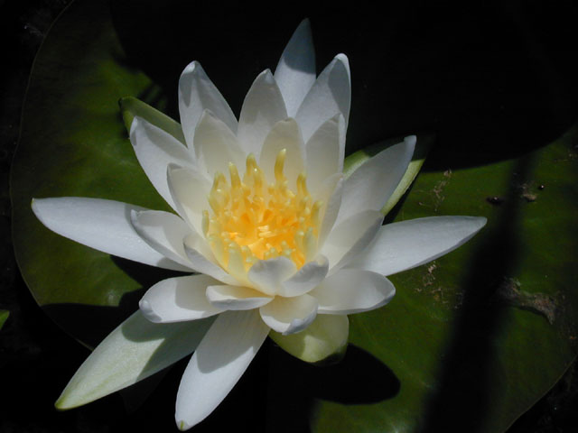 Nymphaea odorata (American white water-lily) #13939