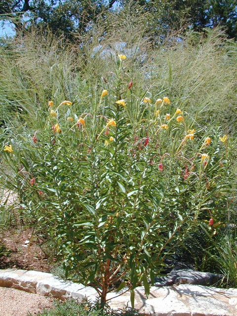 Oenothera jamesii (River primrose) #13952