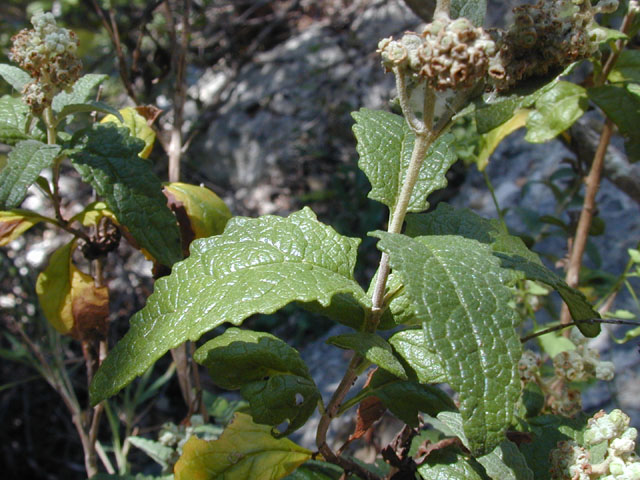 Buddleja racemosa (Wand butterflybush) #13957