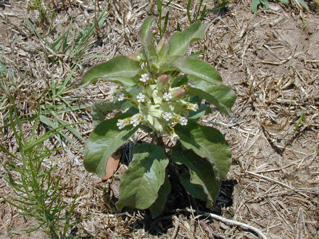 Asclepias oenotheroides (Zizotes milkweed) #13959