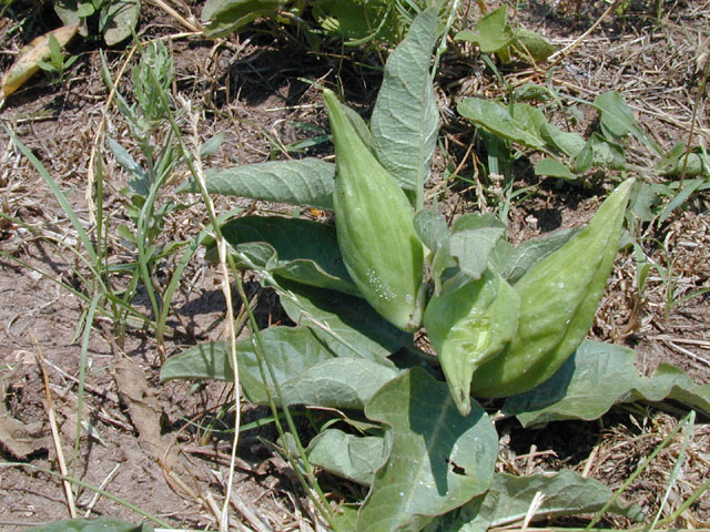 Asclepias oenotheroides (Zizotes milkweed) #13960