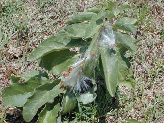 Asclepias oenotheroides (Zizotes milkweed) #13961