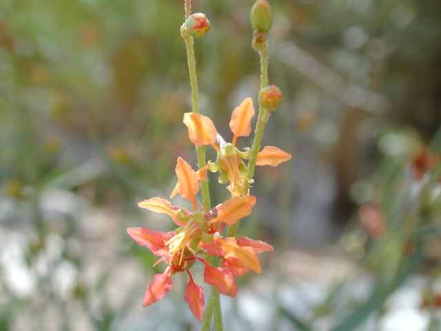 Galphimia angustifolia (Narrow-leaf goldshower) #13981