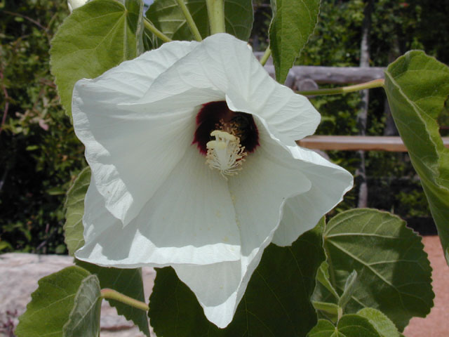 Hibiscus lasiocarpos (Woolly rose-mallow) #13983