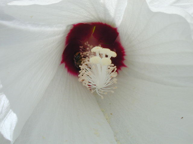 Hibiscus lasiocarpos (Woolly rose-mallow) #13985