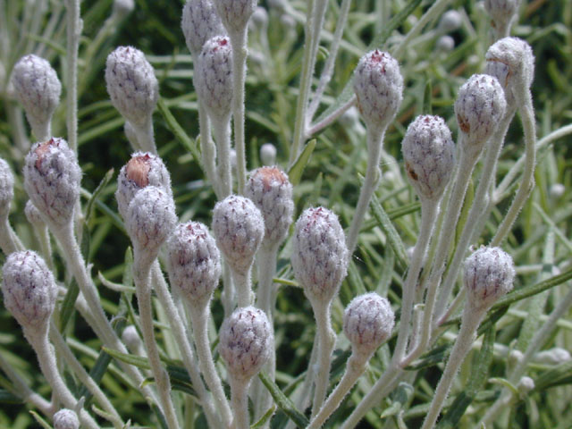 Vernonia lindheimeri (Woolly ironweed) #13993