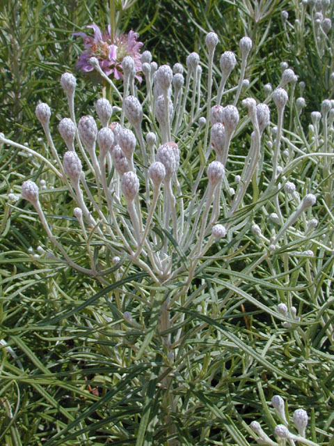 Vernonia lindheimeri (Woolly ironweed) #13995
