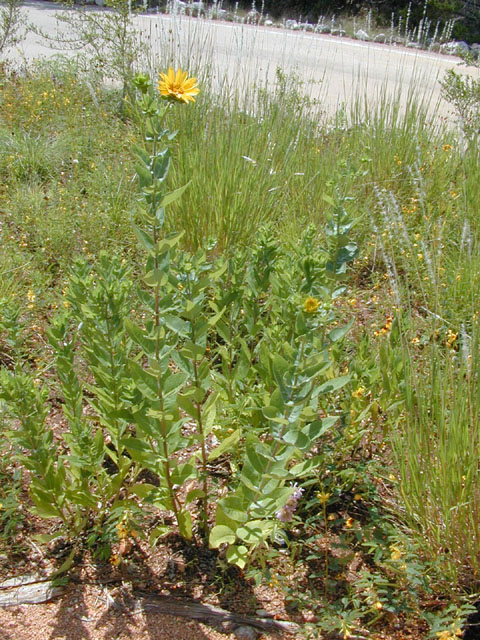 Silphium radula (Roughstem rosinweed) #13998