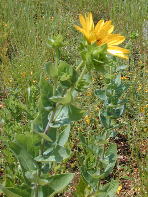 Silphium radula (Roughstem rosinweed) #14004