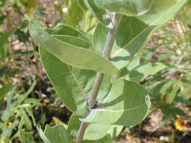 Silphium radula (Roughstem rosinweed) #14005