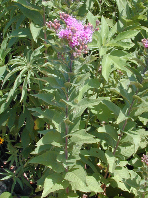Vernonia baldwinii (Western ironweed) #14010