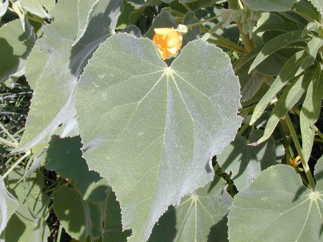 Allowissadula holosericea (Velvet-leaf mallow) #14011