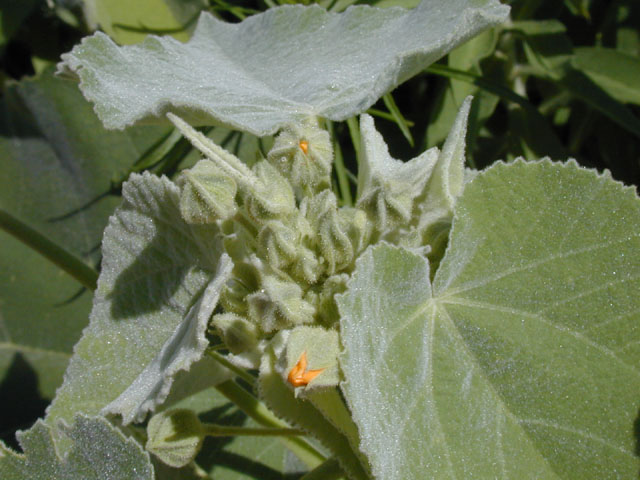 Allowissadula holosericea (Velvet-leaf mallow) #14012