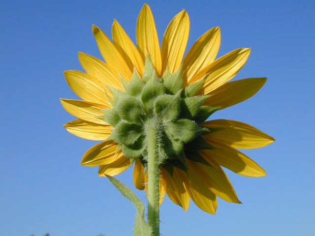 Helianthus annuus (Common sunflower) #14040