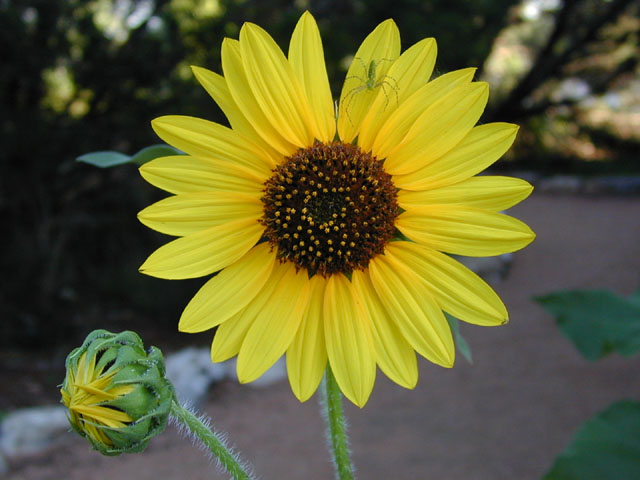Helianthus annuus (Common sunflower) #14048