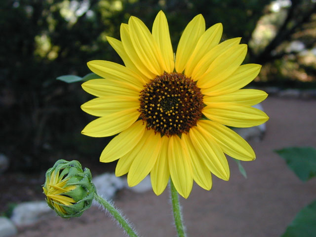Helianthus annuus (Common sunflower) #14049