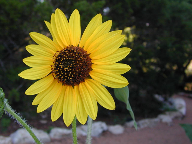 Helianthus annuus (Common sunflower) #14050