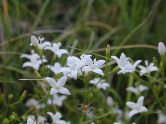 Stenaria nigricans var. nigricans (Diamondflowers) #14102