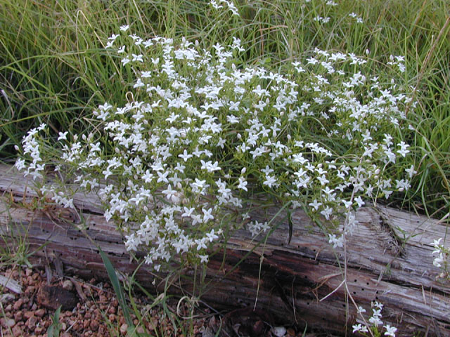 Stenaria nigricans var. nigricans (Diamondflowers) #14103