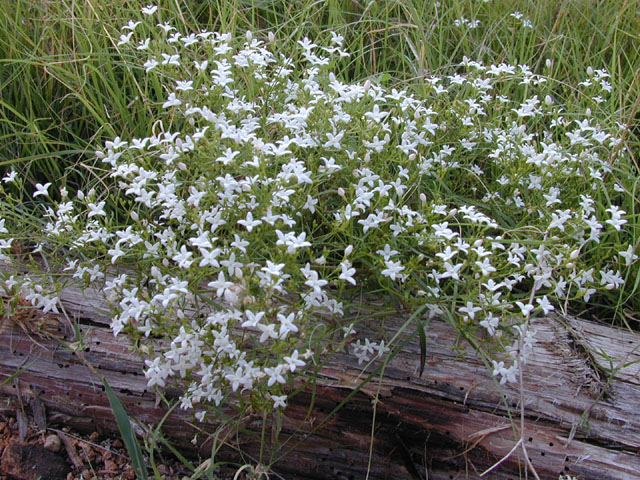 Stenaria nigricans var. nigricans (Diamondflowers) #14104