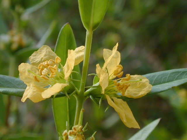 Heimia salicifolia (Shrubby yellowcrest) #14119