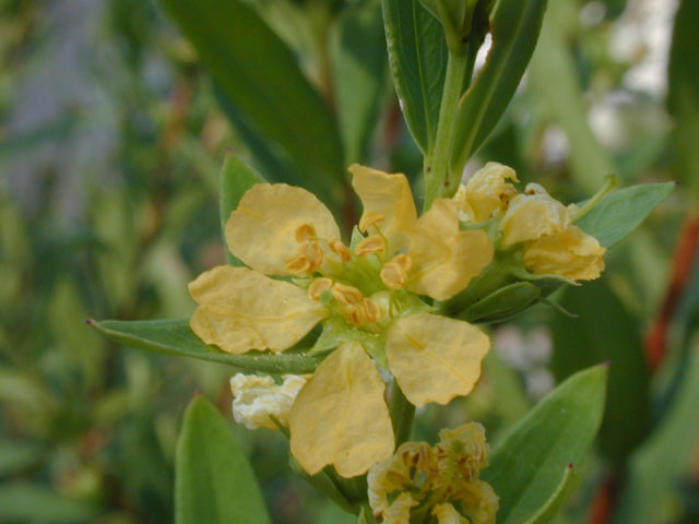 Heimia salicifolia (Shrubby yellowcrest) #14120