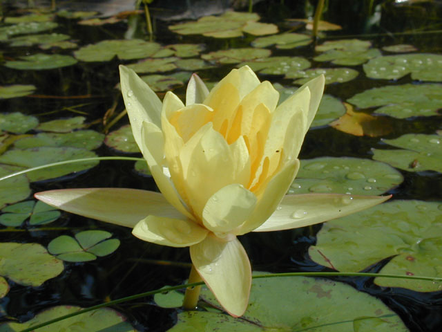 Nymphaea mexicana (Yellow waterlily) #14138