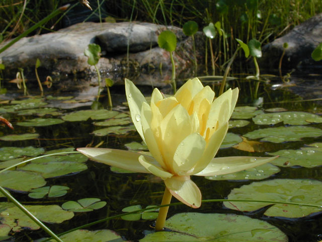 Nymphaea mexicana (Yellow waterlily) #14140