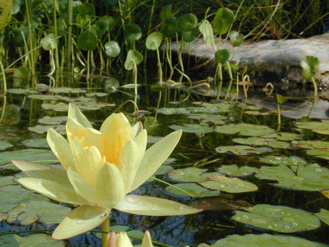 Nymphaea mexicana (Yellow waterlily) #14141