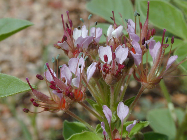 Polanisia dodecandra ssp. trachysperma (Sandyseed clammyweed) #14193