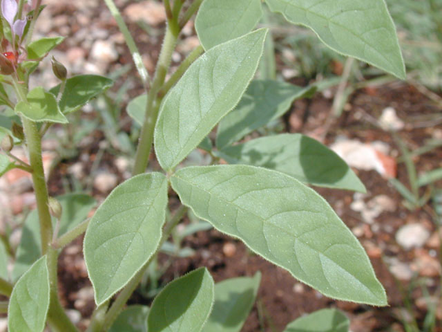 Polanisia dodecandra ssp. trachysperma (Sandyseed clammyweed) #14194